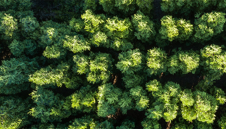 A bird's eye view of trees